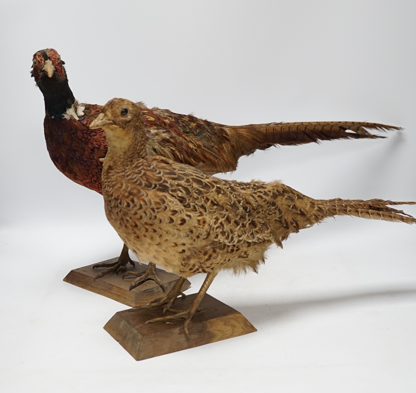 Taxidermy - two pheasants, separately mounted, largest 65cm long. Condition - poor
